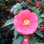 Close up image of a pink camellia