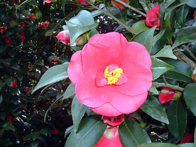 Close up image of a pink camellia