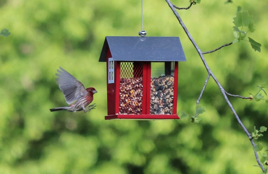 Bird flies up to feeder